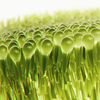 Ingredient Image